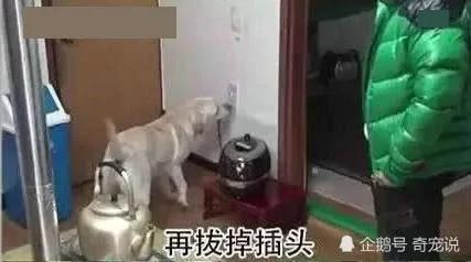 女主人离开后狗狗取代了她的位置 做的事情让男主人红了脸