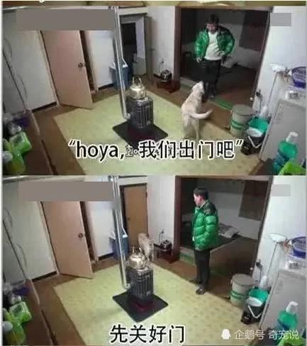 女主人离开后狗狗取代了她的位置 做的事情让男主人红了脸