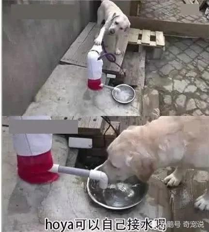 女主人离开后狗狗取代了她的位置 做的事情让男主人红了脸