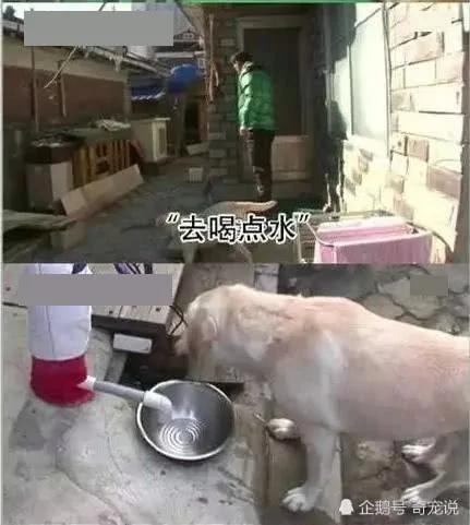 女主人离开后狗狗取代了她的位置 做的事情让男主人红了脸