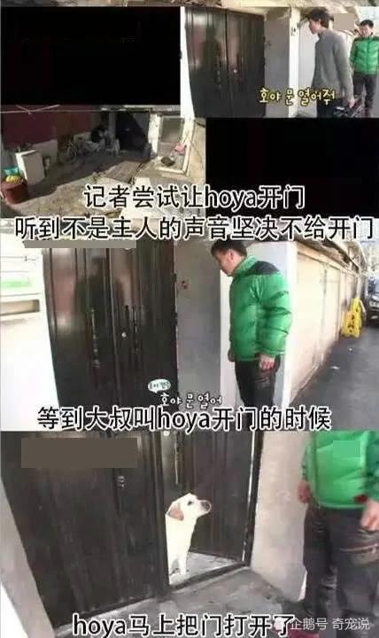 女主人离开后狗狗取代了她的位置 做的事情让男主人红了脸