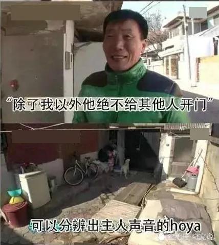 女主人离开后狗狗取代了她的位置 做的事情让男主人红了脸