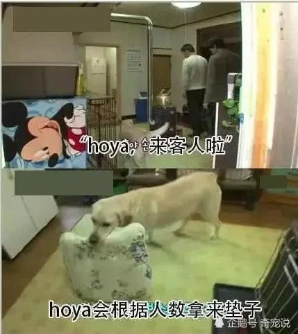 女主人离开后狗狗取代了她的位置 做的事情让男主人红了脸