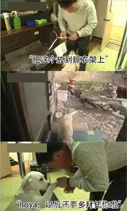 女主人离开后狗狗取代了她的位置 做的事情让男主人红了脸