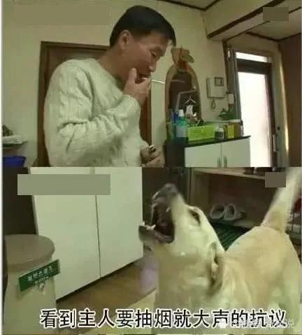 女主人离开后狗狗取代了她的位置 做的事情让男主人红了脸
