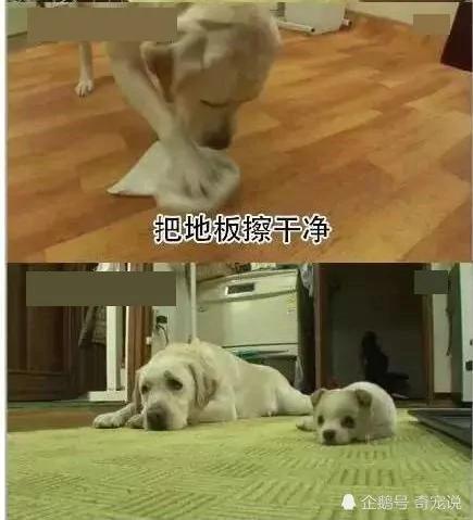 女主人离开后狗狗取代了她的位置 做的事情让男主人红了脸
