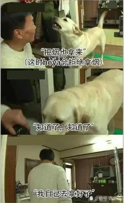 女主人离开后狗狗取代了她的位置 做的事情让男主人红了脸