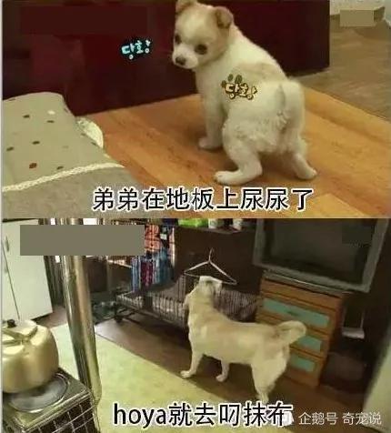 女主人离开后狗狗取代了她的位置 做的事情让男主人红了脸