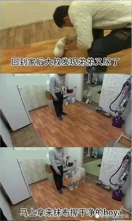 女主人离开后狗狗取代了她的位置 做的事情让男主人红了脸