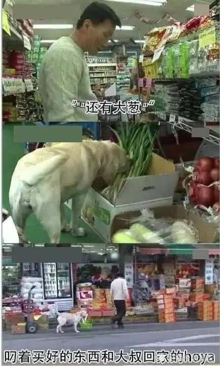 女主人离开后狗狗取代了她的位置 做的事情让男主人红了脸