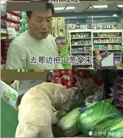 女主人离开后狗狗取代了她的位置 做的事情让男主人红了脸