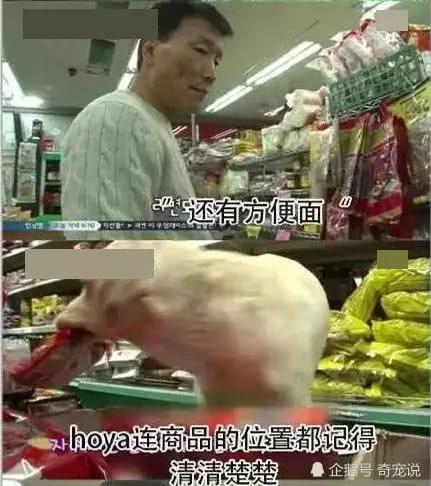 女主人离开后狗狗取代了她的位置 做的事情让男主人红了脸