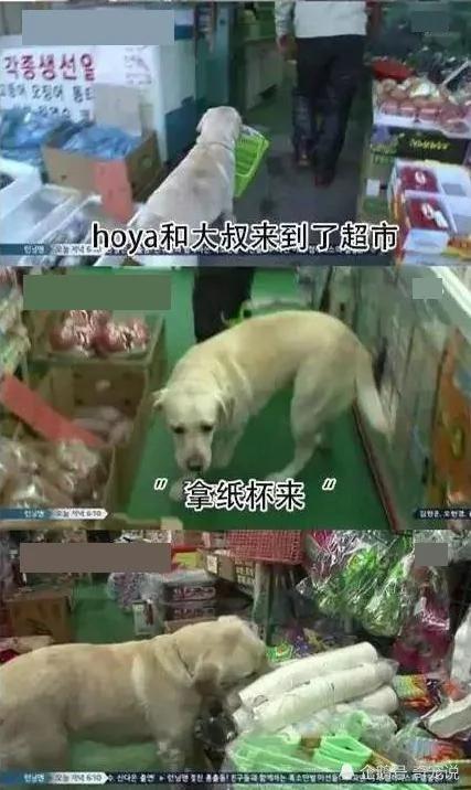 女主人离开后狗狗取代了她的位置 做的事情让男主人红了脸