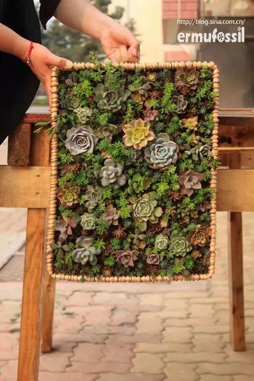 你没见过的植物真画!真是美哭了