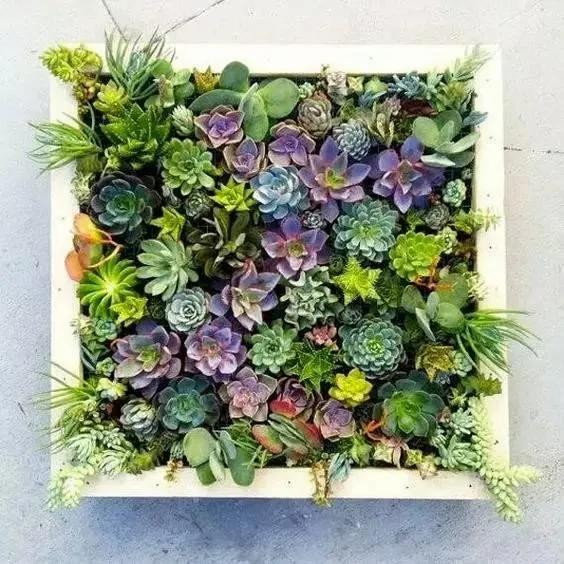 你没见过的植物真画!真是美哭了