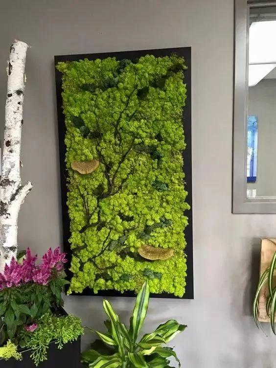 你没见过的植物真画!真是美哭了