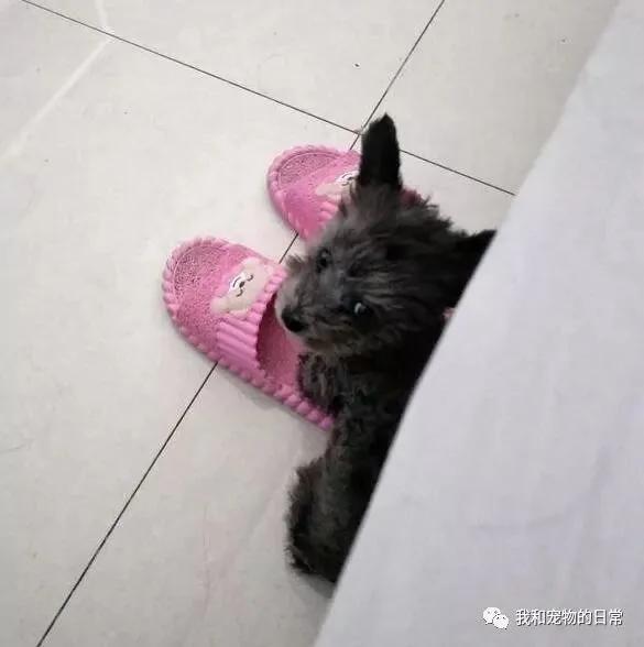 网友在路上捡了一只被撞伤的小狗 送去医院救治没想到医生说了句:你还真会捡!