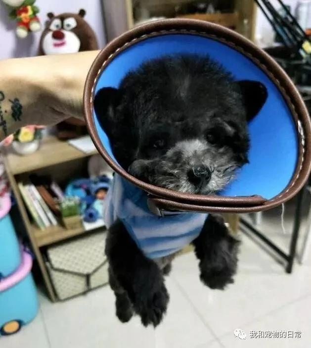 网友在路上捡了一只被撞伤的小狗 送去医院救治没想到医生说了句:你还真会捡!
