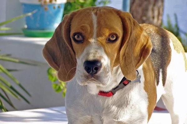 美国最流行犬种最新排名出炉了 拉布拉多连续27年蝉联第一 看看你家宠物排第几?