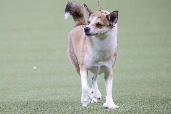 美国最流行犬种最新排名出炉了 拉布拉多连续27年蝉联第一 看看你家宠物排第几?