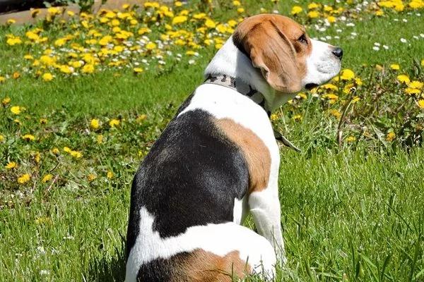 美国最流行犬种最新排名出炉了 拉布拉多连续27年蝉联第一 看看你家宠物排第几?