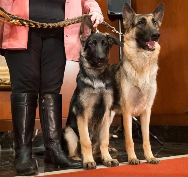 美国最流行犬种最新排名出炉了 拉布拉多连续27年蝉联第一 看看你家宠物排第几?