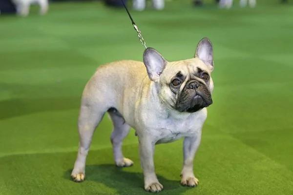 美国最流行犬种最新排名出炉了 拉布拉多连续27年蝉联第一 看看你家宠物排第几?