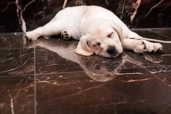 美国最流行犬种最新排名出炉了 拉布拉多连续27年蝉联第一 看看你家宠物排第几?