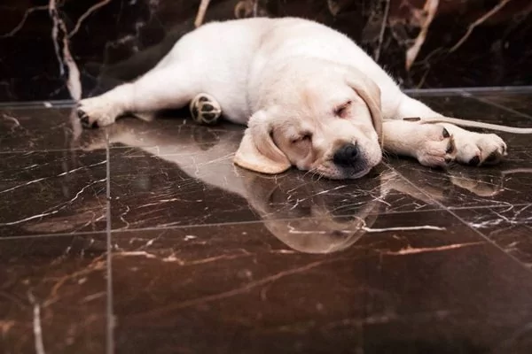 美国最流行犬种最新排名出炉了拉布拉多连续27年蝉联第一看看你家宠物排第几 阿波罗新闻网