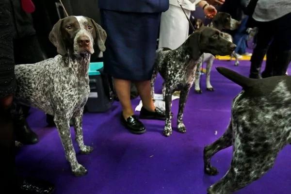 美国最流行犬种最新排名出炉了 拉布拉多连续27年蝉联第一 看看你家宠物排第几?