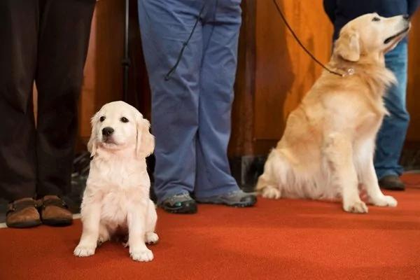美国最流行犬种最新排名出炉了 拉布拉多连续27年蝉联第一 看看你家宠物排第几?
