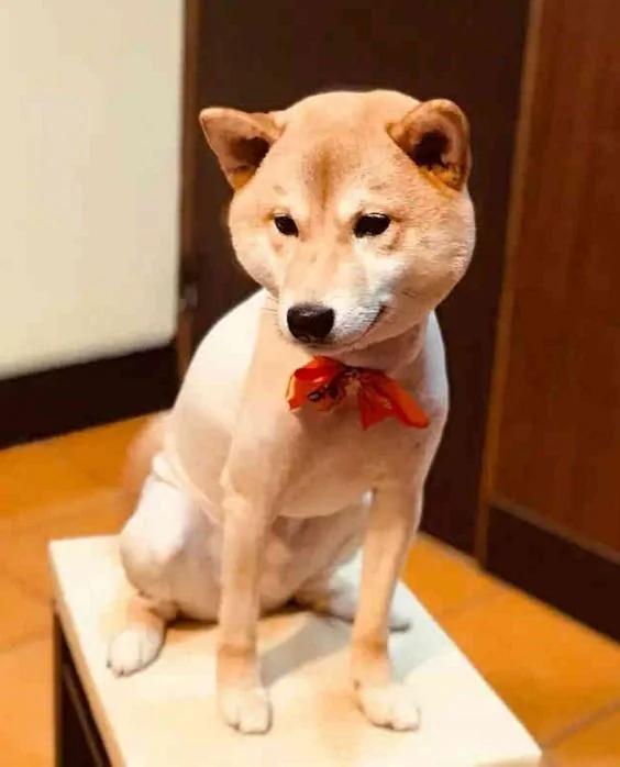 爱笑的柴犬突然抑郁了 确认过主人的眼神…是要咬的人!