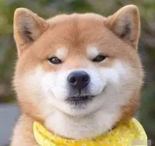 爱笑的柴犬突然抑郁了 确认过主人的眼神…是要咬的人!