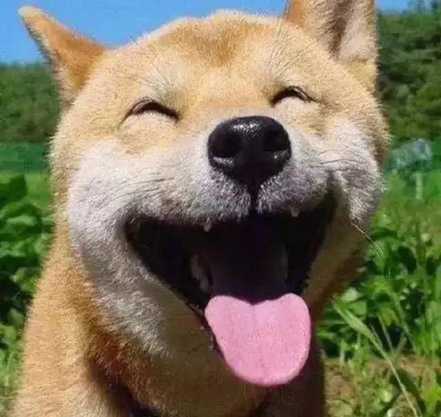 爱笑的柴犬突然抑郁了 确认过主人的眼神…是要咬的人!