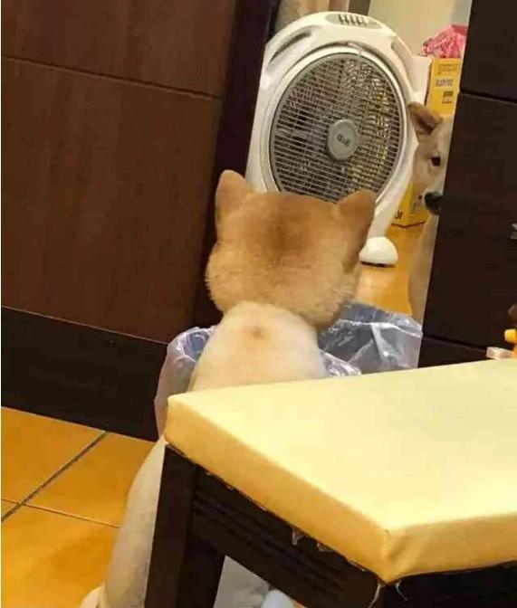 爱笑的柴犬突然抑郁了 确认过主人的眼神…是要咬的人!