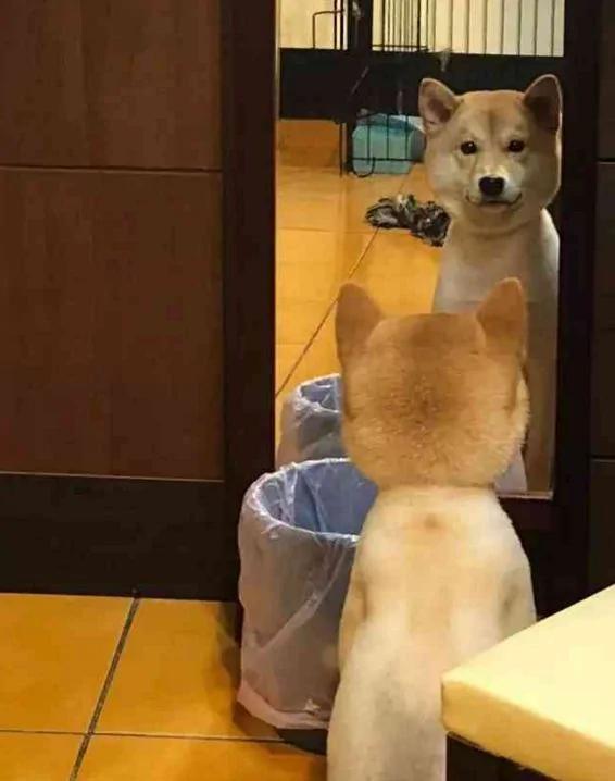 爱笑的柴犬突然抑郁了 确认过主人的眼神…是要咬的人!