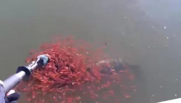 男子以为钓到大鱼了!竟发现它的身上突然长出红红“神秘生物”!原来是…