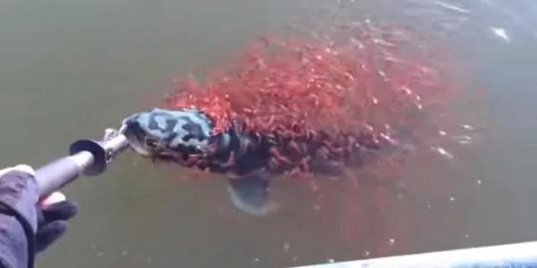 男子以为钓到大鱼了!竟发现它的身上突然长出红红“神秘生物”!原来是…