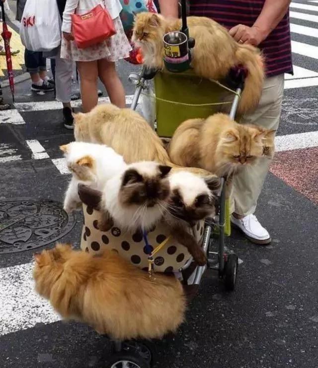 日本大叔带10只猫逛街 每只都价值上万!