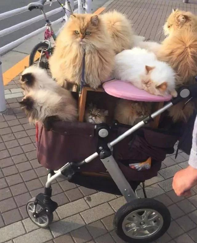 日本大叔带10只猫逛街 每只都价值上万!