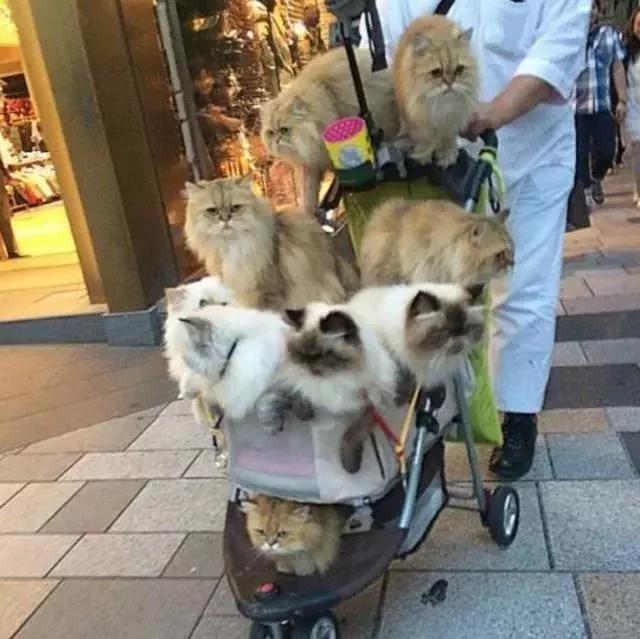 日本大叔带10只猫逛街 每只都价值上万!