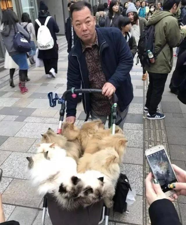 日本大叔带10只猫逛街 每只都价值上万!