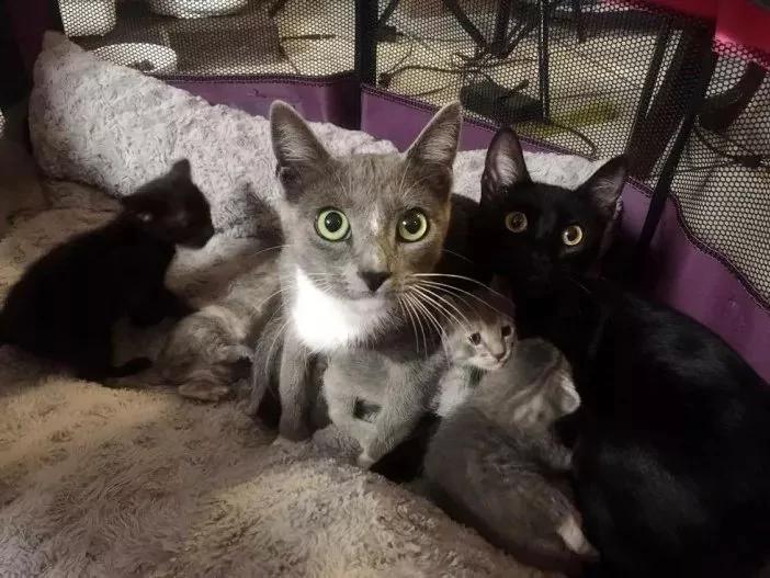 没发现流浪猫跟着回家呀 怎么第二天院里多了10只猫! 瞬间懵了!