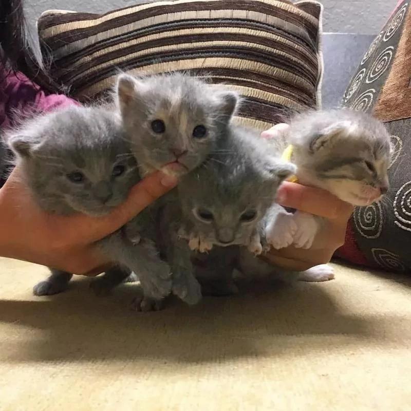 没发现流浪猫跟着回家呀 怎么第二天院里多了10只猫! 瞬间懵了!
