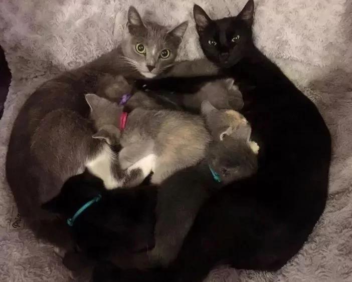 没发现流浪猫跟着回家呀 怎么第二天院里多了10只猫! 瞬间懵了!
