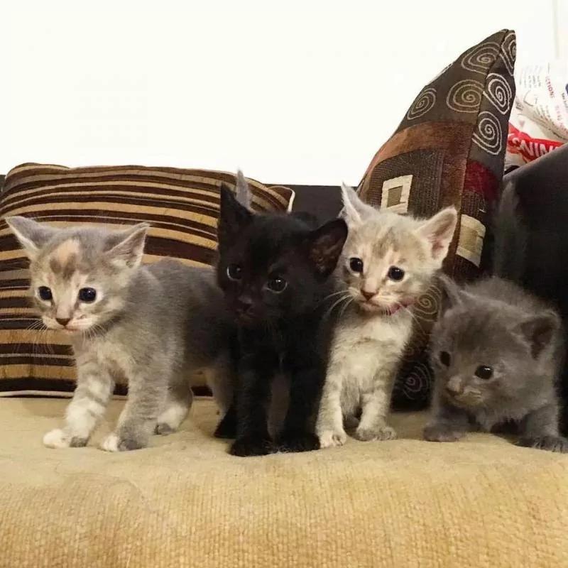 没发现流浪猫跟着回家呀 怎么第二天院里多了10只猫! 瞬间懵了!