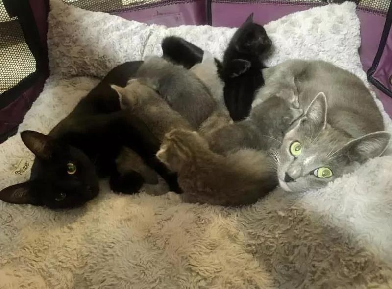 没发现流浪猫跟着回家呀 怎么第二天院里多了10只猫! 瞬间懵了!