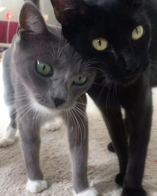 没发现流浪猫跟着回家呀 怎么第二天院里多了10只猫! 瞬间懵了!