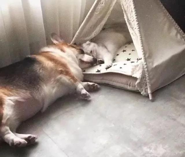 狗哥抱猫咪入睡 狗妹闯入要说法 猫咪的表情一脸懵!