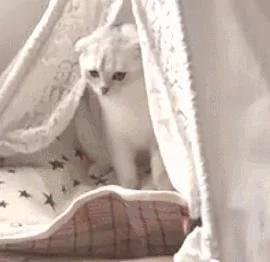 狗哥抱猫咪入睡 狗妹闯入要说法 猫咪的表情一脸懵!